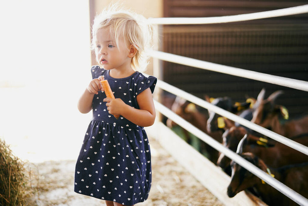 Ένα κοριτσάκι στέκεται κοντά σε μια μάντρα με κατσίκες σε μια φάρμα. Υψηλής ποιότητας φωτογραφία - Φωτογραφία, εικόνα