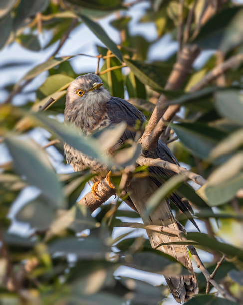 Un cuco indio escondido en un árbol y mirando hacia fuera - Foto, imagen