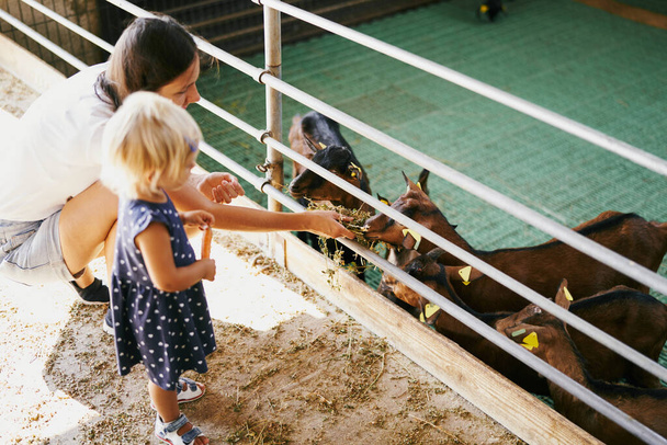 Madre e hija alimentando cabras en un potrero. Foto de alta calidad - Foto, imagen