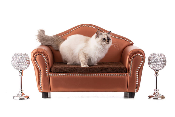 Portrait of sacred young cat of Burma in a brown sofa on white background - Foto, imagen