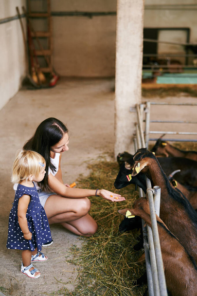 Mom and little girl squatted and feed the goats in the paddock. High quality photo - Fotografie, Obrázek