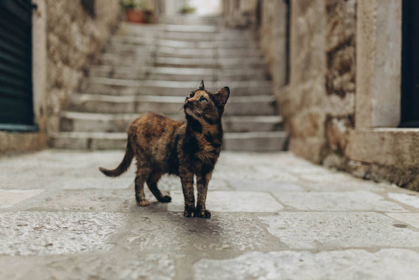Veelkleurige dakloze zwerfkat in oude binnenstad straat staat op de Werelderfgoedlijst van UNESCO. Toerisme en reizen, huisdieren zorg. Het was Koningslanding, hoofdstad van Zeven Koninkrijken in show Game of Thrones. - Foto, afbeelding