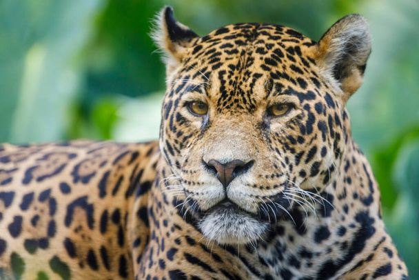 Jaguar Panthera onca majestic feline looking at camera in Pantanal, Brazil, South America - 写真・画像