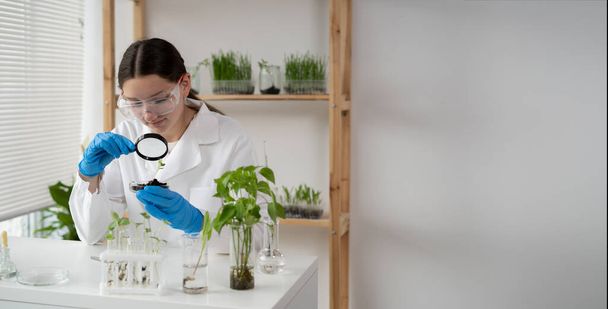 Scientist woman at laboratory is conducting experiments, tests with plants in petri dish. Biotechnologist is researching leaves with magnifier. GMO concept. Banner - Фото, зображення