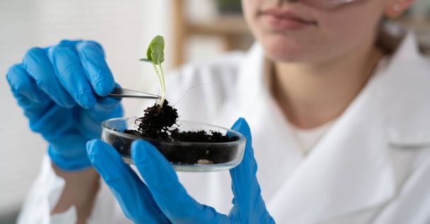 Close up of scientist hands holding petri dish with plant and soil sample in bio laboratory. Science, biology, ecology, research and people concept - Фото, изображение