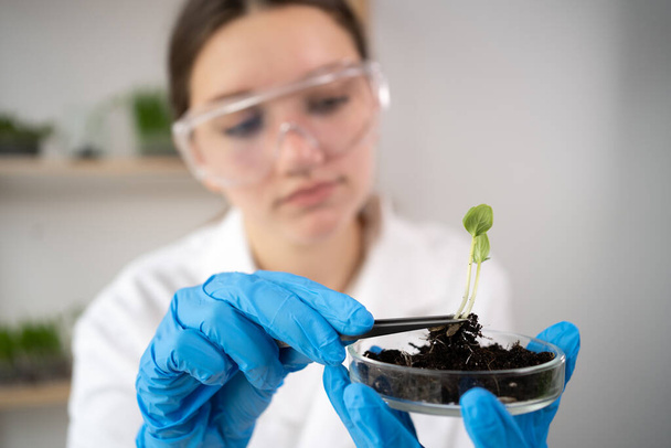 Close up of scientist hands holding petri dish with plant and soil sample in bio laboratory. Scientist woman making examining plant expertise. Science, biology, ecology, research and people concept - Φωτογραφία, εικόνα