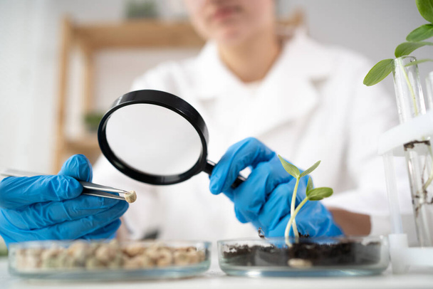 食品供給の化学研究所。虫眼鏡の研究室の助手がペトリ皿の実験を調べてる。研究室での食品、 DNAの変更. - 写真・画像
