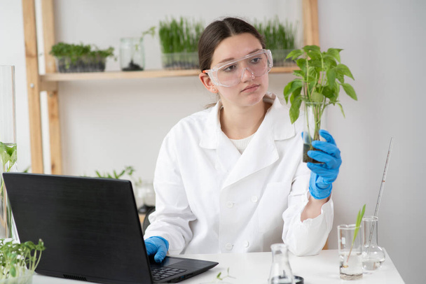 女性科学者はラップトップコンピュータで研究室で栽培された植物の分析を行う。現代の研究室で分子サンプルの研究をしている微生物学者 - 写真・画像