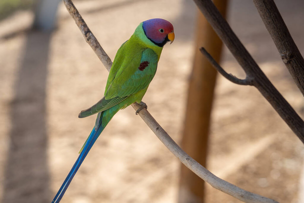 A plum-headed parakeet (Psittacula cyanocephala) perched close up in the Indian subcontinent - Photo, Image