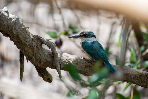 Arab galléros kingfisher (Todiramphus chloris kalbaensis) vagy fehérgalléros kingfisher vagy mangrove kingfisher közelről Kalba, Egyesült Arab Emírségek. - Fotó, kép