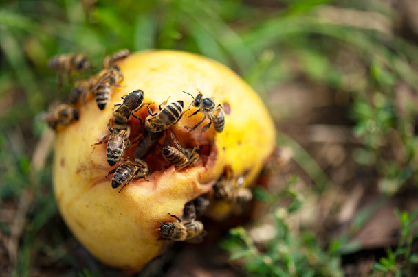 pszczoły na zgniecionej gruszy w ogrodzie w letni słoneczny dzień - Zdjęcie, obraz