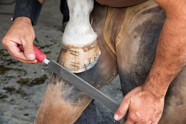 Magas szögű névtelen férfi bőr kötényben borotválja le a ló patáját reszelővel, mielőtt nappal a farmon cipekedne. - Fotó, kép