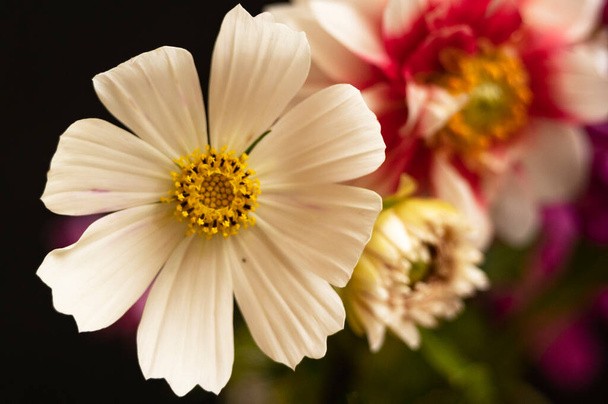 lähikuva kauniita kirkkaita syksyn kukkia - Valokuva, kuva