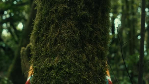 Doğa aşığı tropik ormanlarda ağaç gövdesine yeşil misk kokusuyla sarılıyor. Yeşil doğal arkaplan.  - Video, Çekim