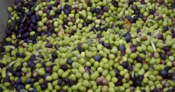 Sklizené olivy naložené do lisovacího zásobníku a dopravníkového pásu v lisovně olivového oleje na Sicílii, Itálie - Záběry, video