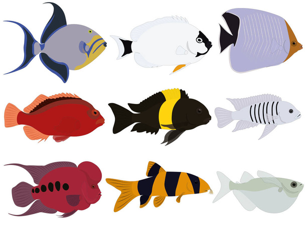 Tropical exotic marine aquarium fish collection vector illustration - Vettoriali, immagini