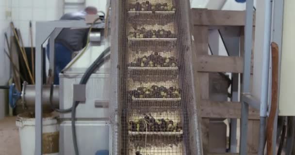 Zebrane oliwki załadowane do zbiornika prasowego i przenośnika taśmowego w fabryce oliwy z oliwek na Sycylii, Włochy - Materiał filmowy, wideo