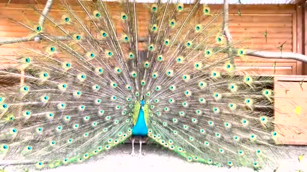 A peacock displays its feathers to attract a female. An Indian peacock shows its open fluffy tail to a male. - Footage, Video