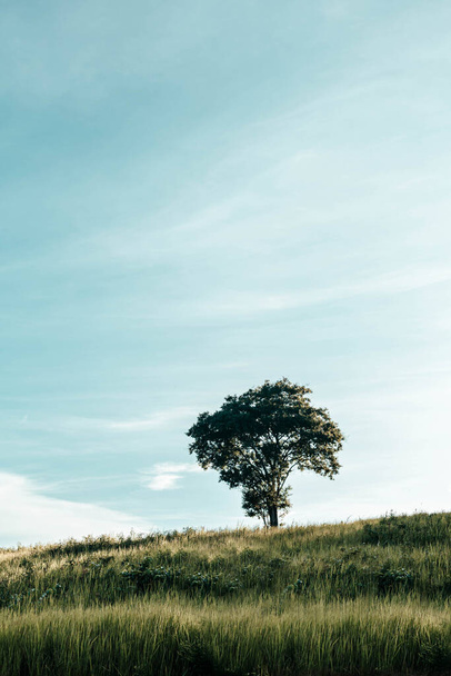 A tree on a hill, vintage, with the sky in the background. - Photo, image