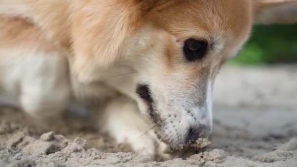 Corgi Hund gräbt ein Loch in den Sand. Nahaufnahme - Filmmaterial, Video