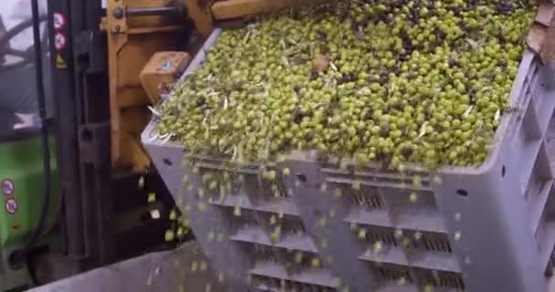 収穫されたオリーブは、シチリア島、イタリアのオリーブオイル生産プロセス中にオリーブオイル工場でホッパーを押すためにロードされます - 映像、動画