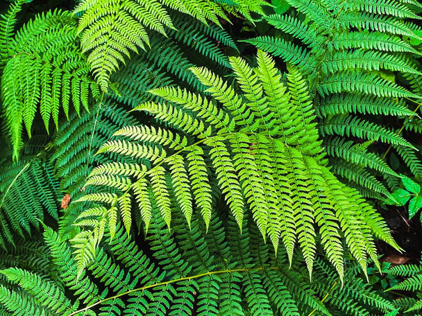 green fern leaves background  - Fotó, kép