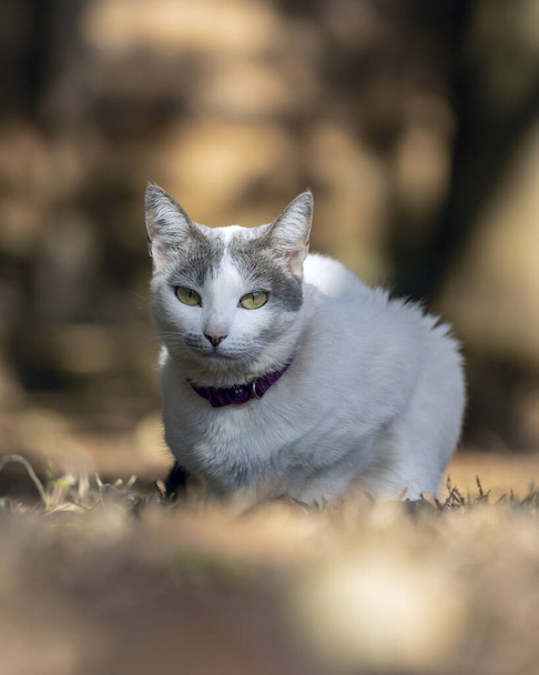Μια όμορφη θηλυκή λευκή γάτα με γκρι αυτιά που κάθεται στο γκαζόν του κήπου του σπιτιού. Ώρα για ηλιοθεραπεία. Ζωώδης κόσμος. Αγαπημένε μου. Εραστής ζώων. Γάτα. Εραστής. - Φωτογραφία, εικόνα
