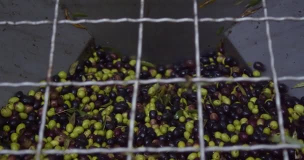 Olive nel grande contenitore d'acciaio durante la frantumazione nel frantoio in Sicilia - Filmati, video