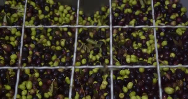 İtalya 'nın Sicilya kentindeki zeytinyağı fabrikasında ezme işlemi sırasında büyük çelik kaplarda zeytinler. - Video, Çekim