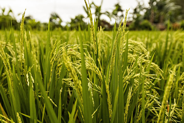 Campo de arroz em grande plano em Bali, Indonésia - Foto, Imagem
