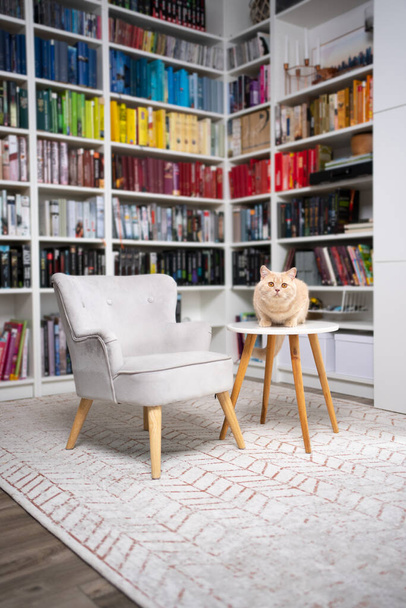 γάτα κάθεται στο τραπέζι στο σύγχρονο εσωτερικό του σπιτιού με πολύχρωμο ράφι βιβλίο στο παρασκήνιο - Φωτογραφία, εικόνα