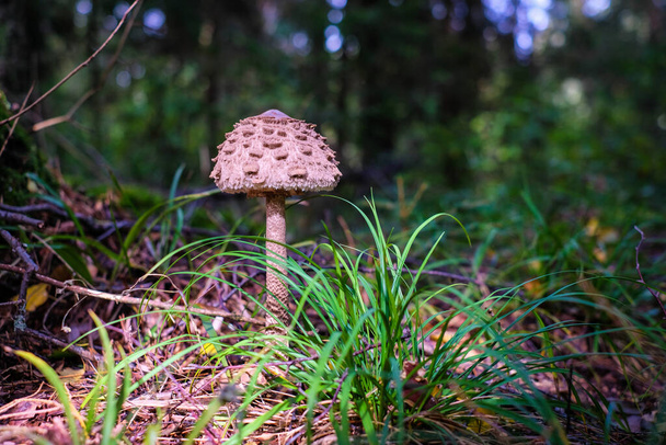 Macrolepiota procera - parasol mushroom growing in the forest. Mushroom picking. High quality photo - Photo, Image