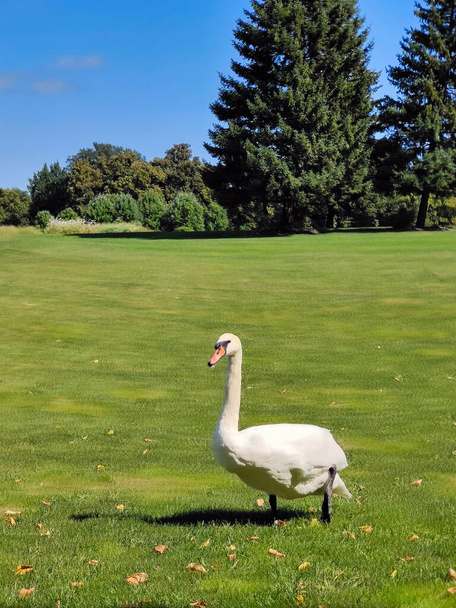 A white swan walks on the green grass against the background of the blue sky in the park. In the back blurred background of trees - Photo, Image