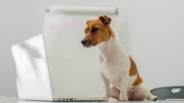 собака с ноутбуком на рабочем столе - Фото, изображение