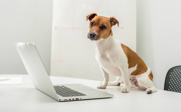 dog with laptop on office desk - Foto, afbeelding