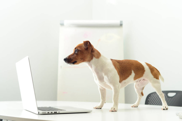 オフィスの机の上にノートパソコンを持った犬 - 写真・画像