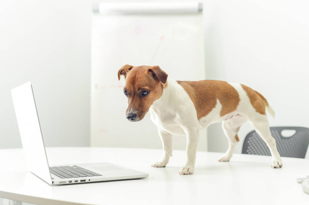 hond met laptop op kantoor - Foto, afbeelding