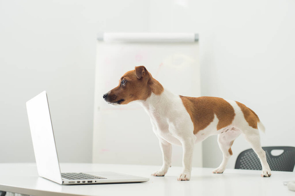 cão com laptop na mesa de escritório - Foto, Imagem