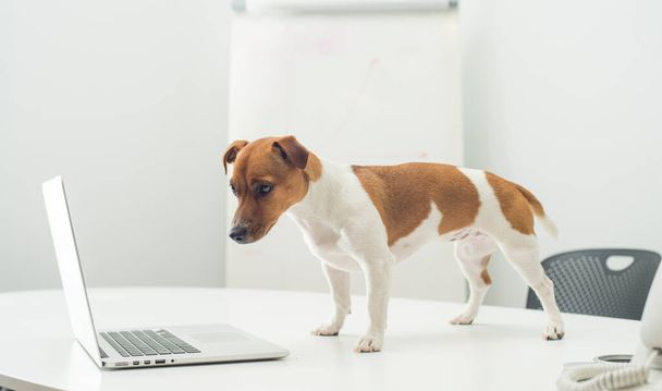 pies z laptopem na biurku - Zdjęcie, obraz