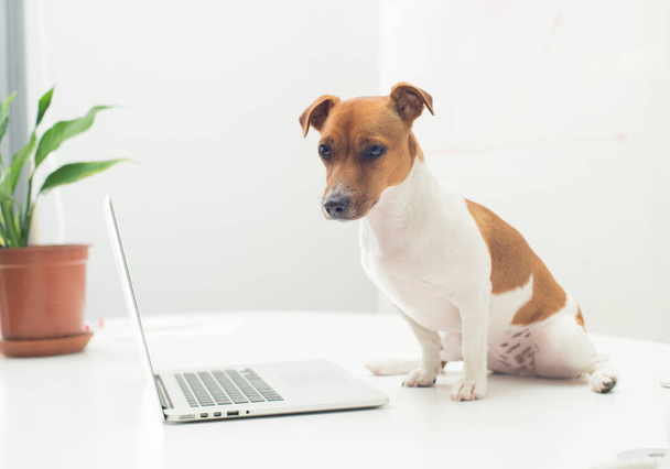 dog with laptop on office desk - Photo, Image