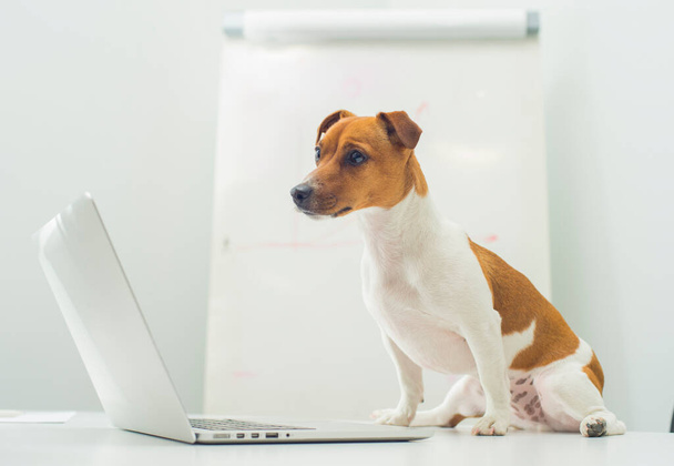 dog with laptop on office desk - Valokuva, kuva