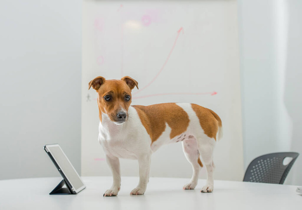 dog with laptop on office desk - Photo, Image