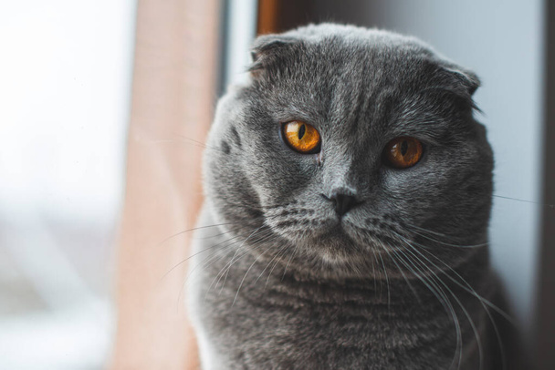Piękny siwy kot. Brytyjski krótkowzroczny kot, uroczy i zabawny zwierzak - Zdjęcie, obraz