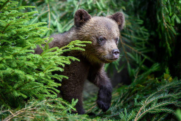 Young brown bear cub in the forest with pine branch. Wild animal in the nature habitat - Photo, Image