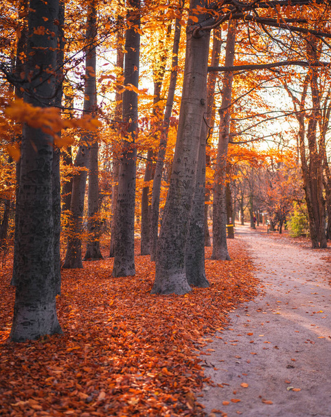 Pathway in the forest at autumn - 写真・画像
