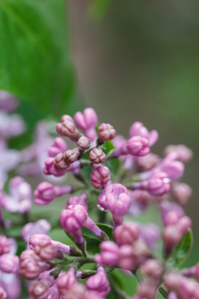 Macro de lila púrpura. Flores pequeñas en un árbol. Brotes de lila en un arbusto verde. Hermosa naturaleza. - Foto, imagen