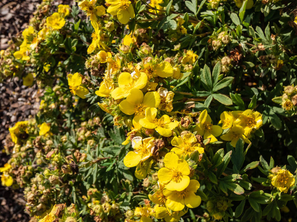 Θρούμπι cinquefoil (Pentaphylloides fruticosa) "Gold teppich" ανθοφορία με πολύ μεγάλα χρυσοκίτρινο λουλούδια από Μάιο έως Σεπτέμβριο - Φωτογραφία, εικόνα