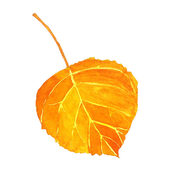 Foglia di pioppo giallo autunno su un bianco. Illustrazione disegnata a mano acquerello. - Foto, immagini