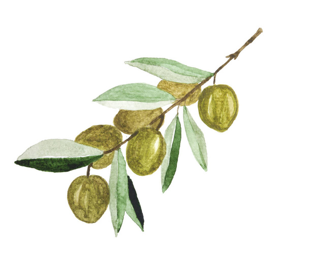 Акварельная оливковая ветвь выделена на белом фоне. Ручная иллюстрация. - Фото, изображение