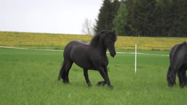 Černý kudrnatý kůň běží tryskem. - Záběry, video